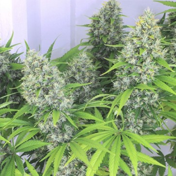 Семена конопли Kali Mist Feminised